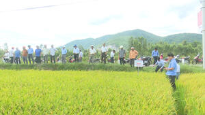 Cac_dai_bieu_tham_quan_mo_hinh_san_xuat_giong_lua_DBR_999_tai_xa_Cat_Hung_06a76