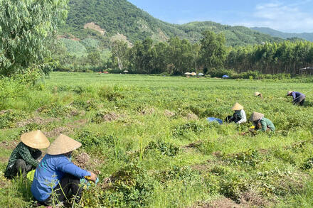 KINH TẾ - TỔNG HỢP